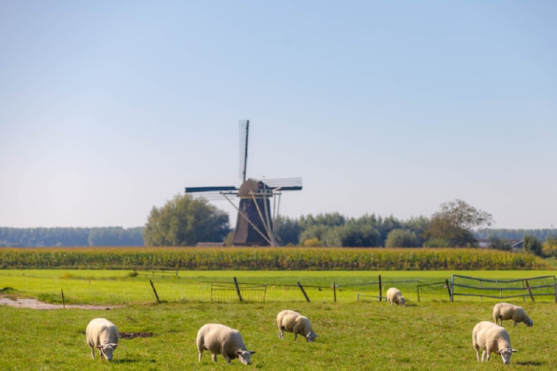 Dutch,Agriculture,With,Sheeps,Nibbling,Grass,On,The,Green,Meadow,